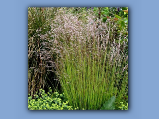 tufted hair-grass.jpg
